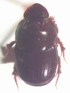 Image of Onthophagus acuminatus Harold 1880