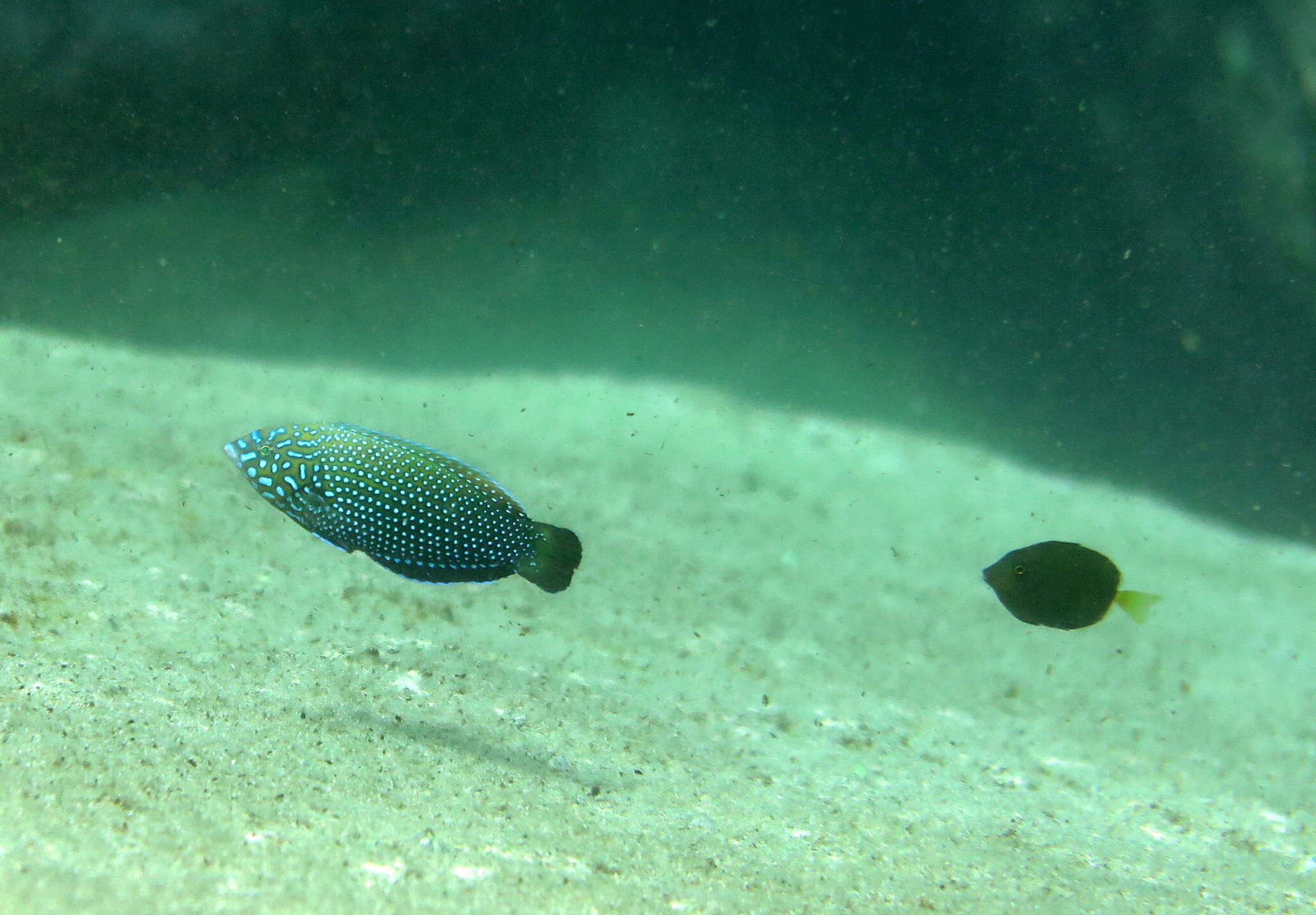 Image of Blue Spotted Wrasse