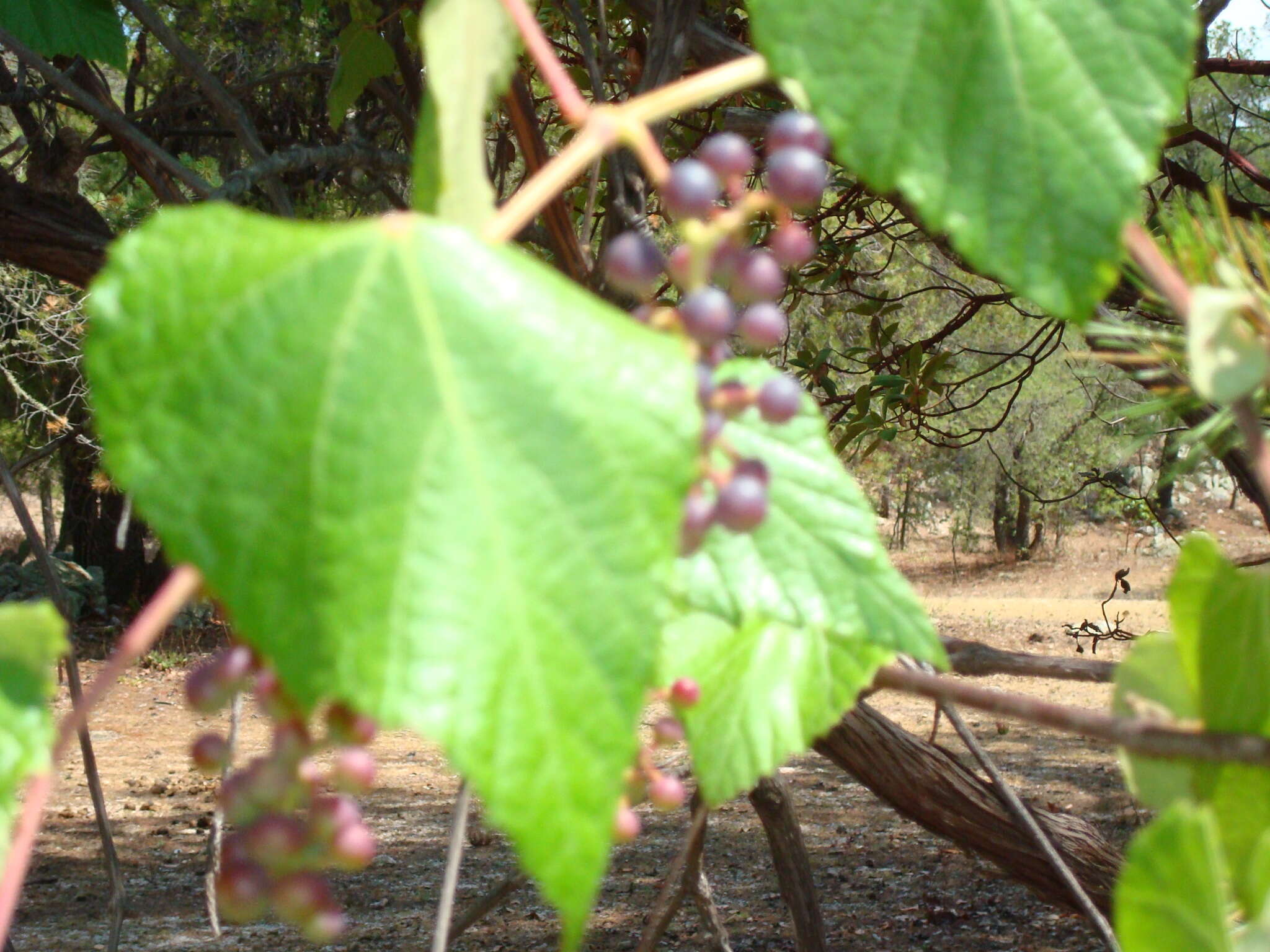 Sivun Vitis peninsularis M. E. Jones kuva