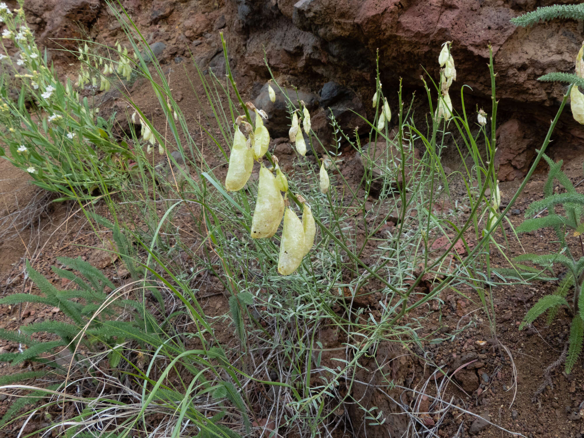 Imagem de Astragalus cusickii A. Gray