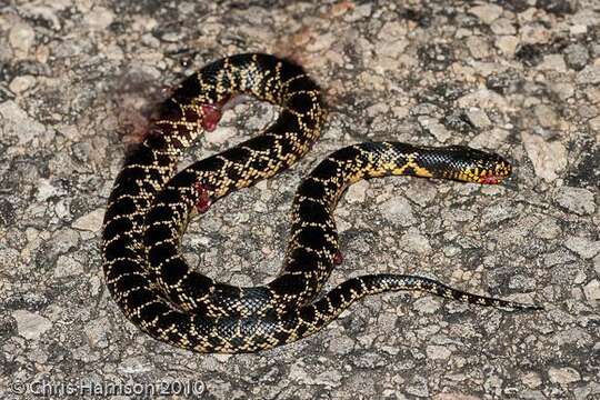 Image of Desert Kingsnake