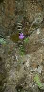 Image of Pinguicula cyclosecta Casper