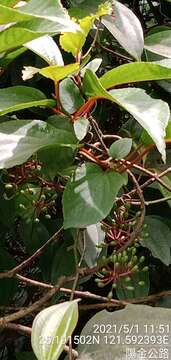 Image of Actinidia rufa (Sieb. & Zucc.) Planch. ex Miq.