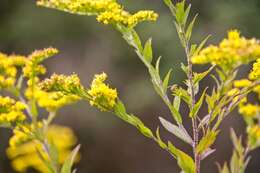 Image of wrinkleleaf goldenrod