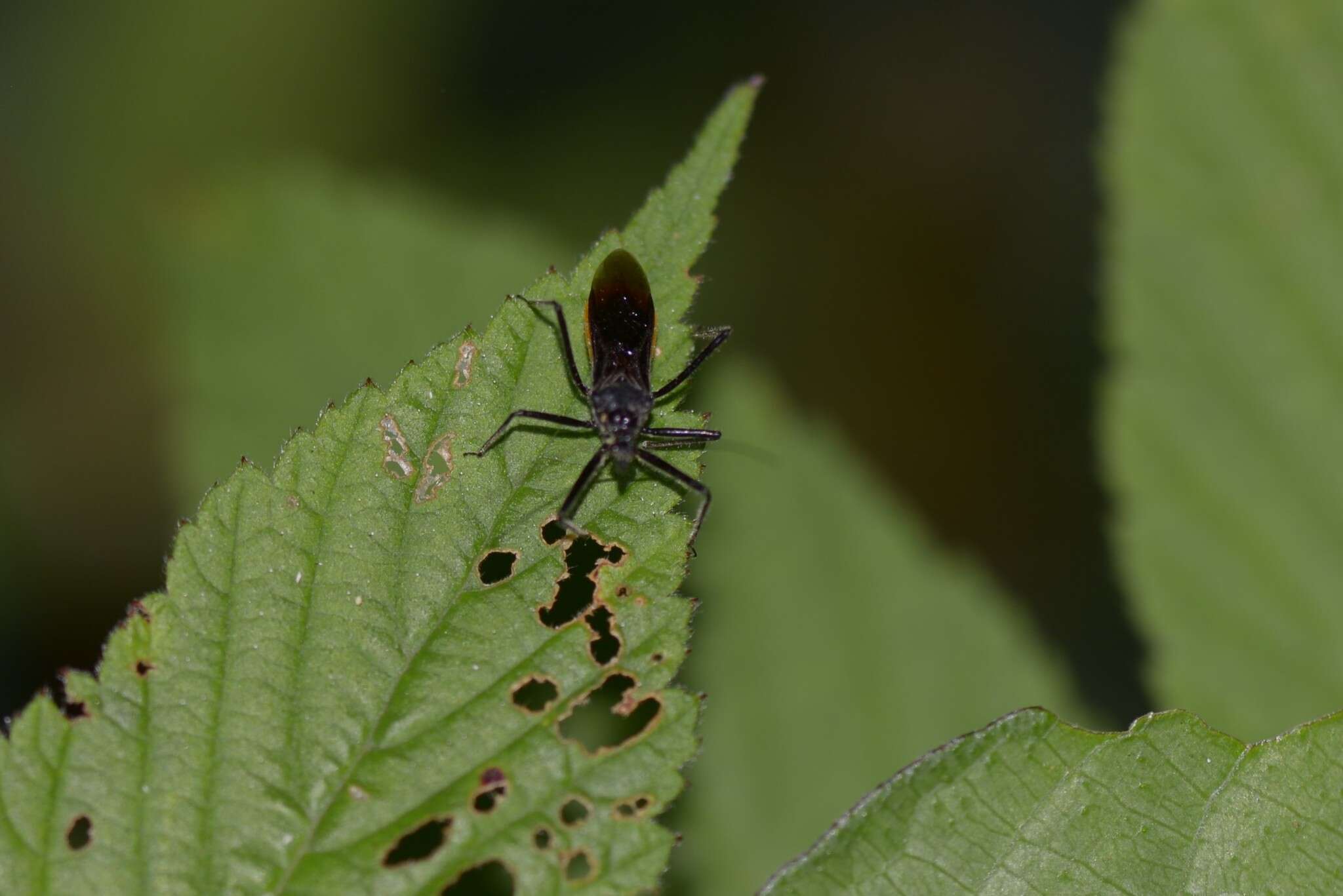 Image of Sphedanolestes gularis Hsiao 1979