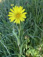 Image of Tragopogon pratensis subsp. pratensis