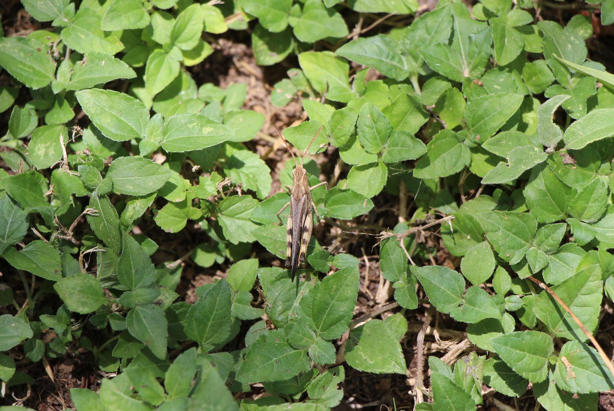 Image of Green-striped Grasshopper