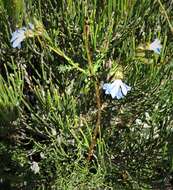 Image of Claw Leschenaultia