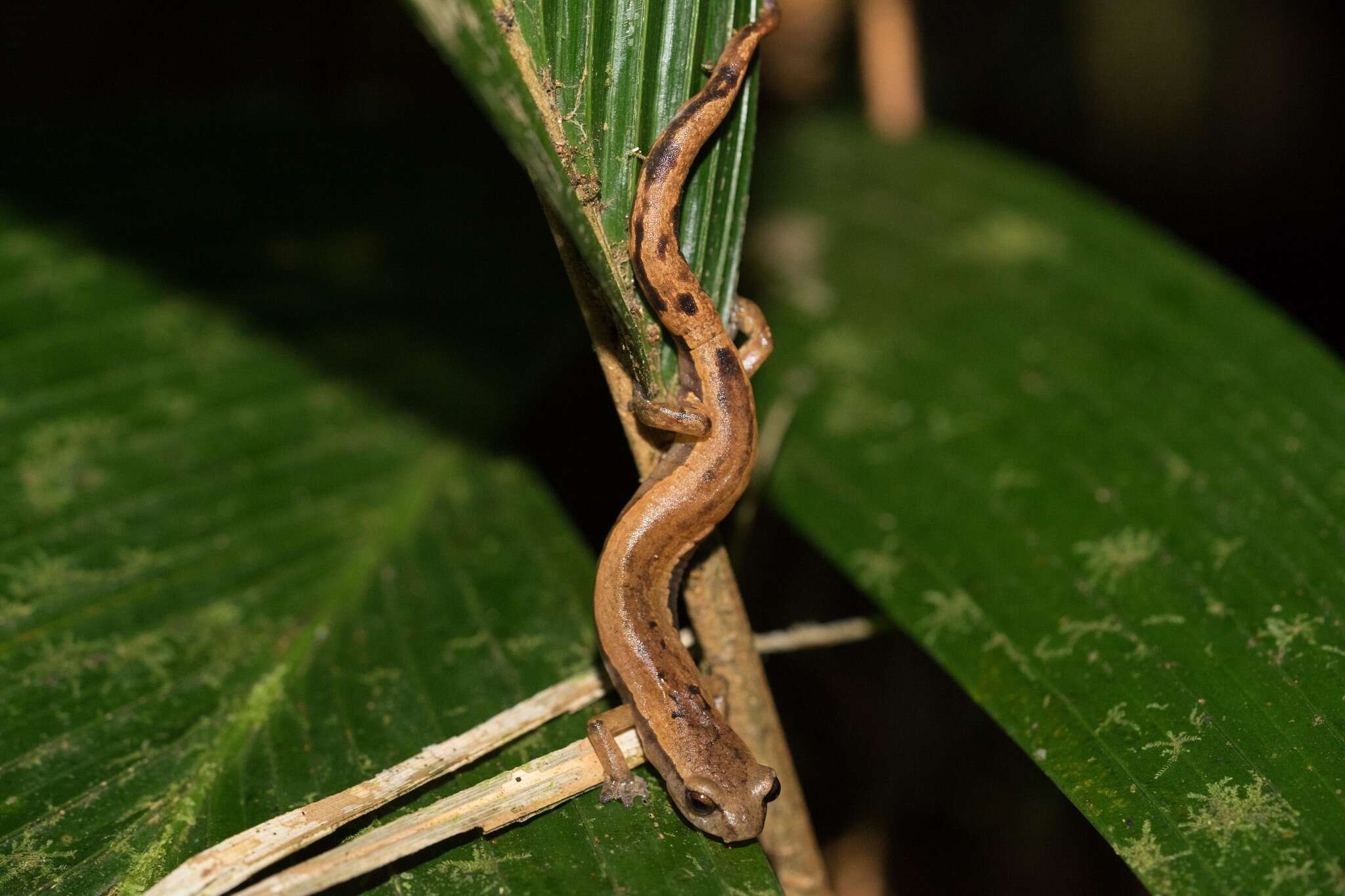 Imagem de Bolitoglossa helmrichi (Schmidt 1936)