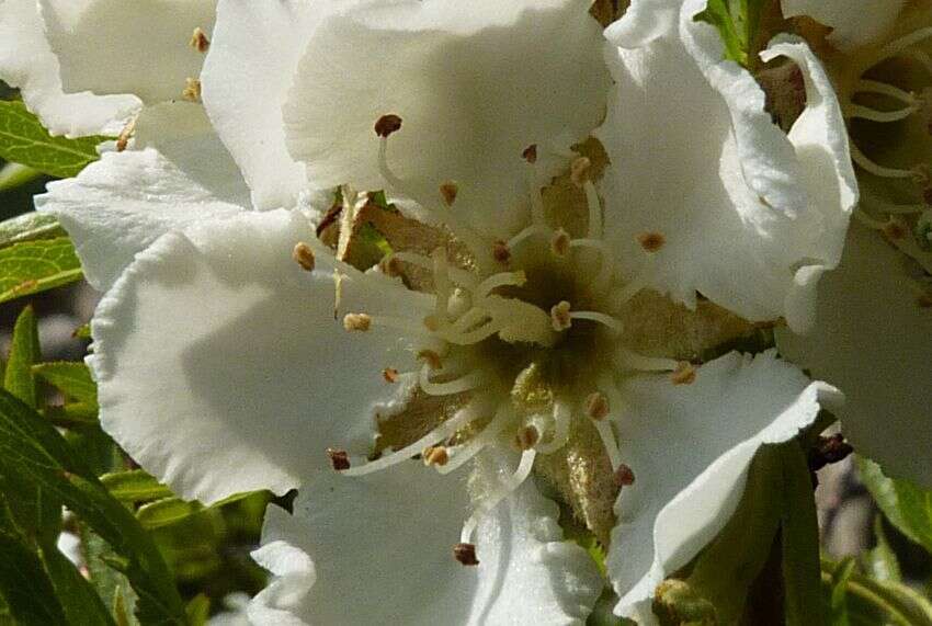 Image of Pyrus regelii Rehd.