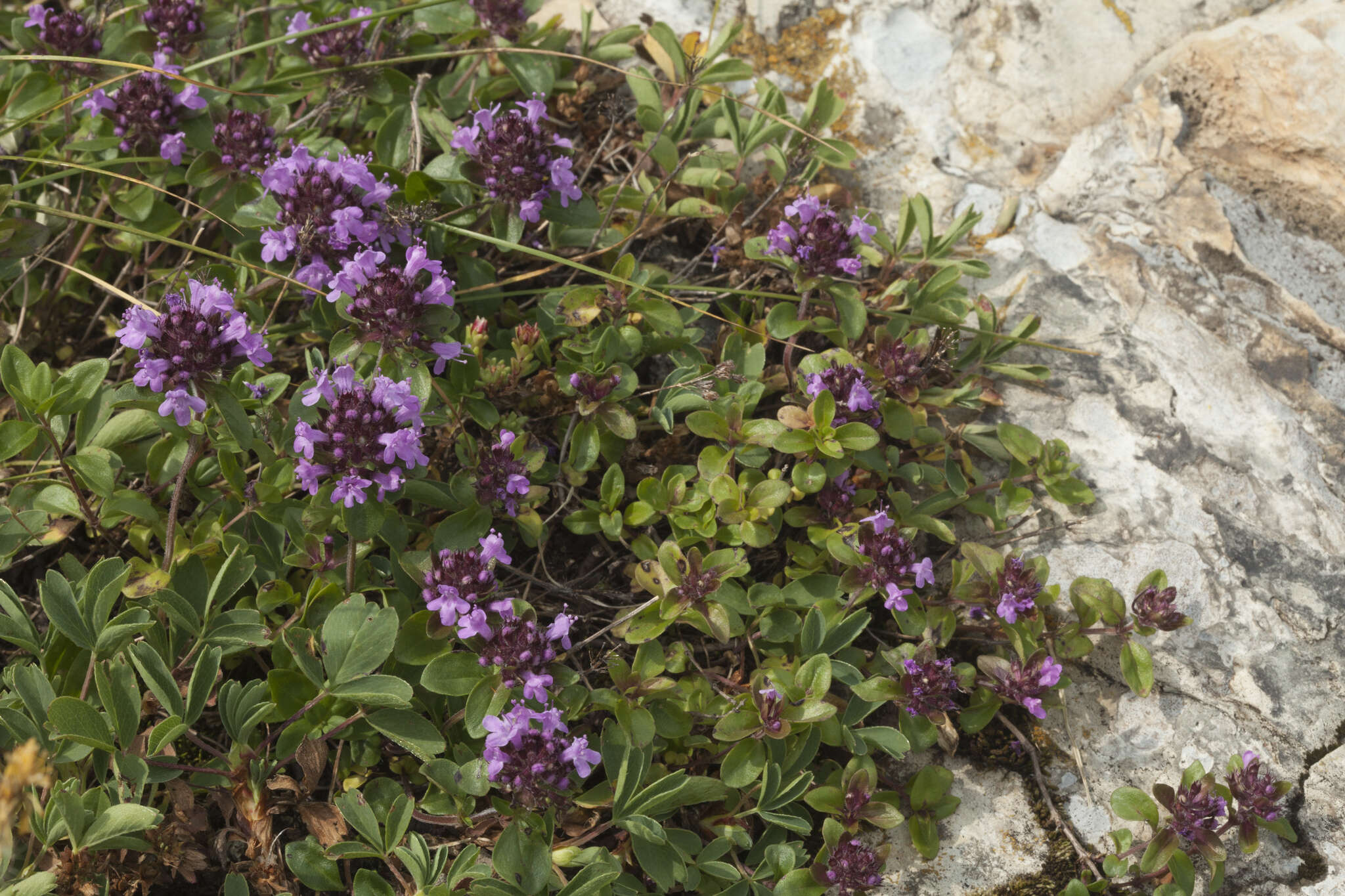 Image of Thymus nummularius M. Bieb.