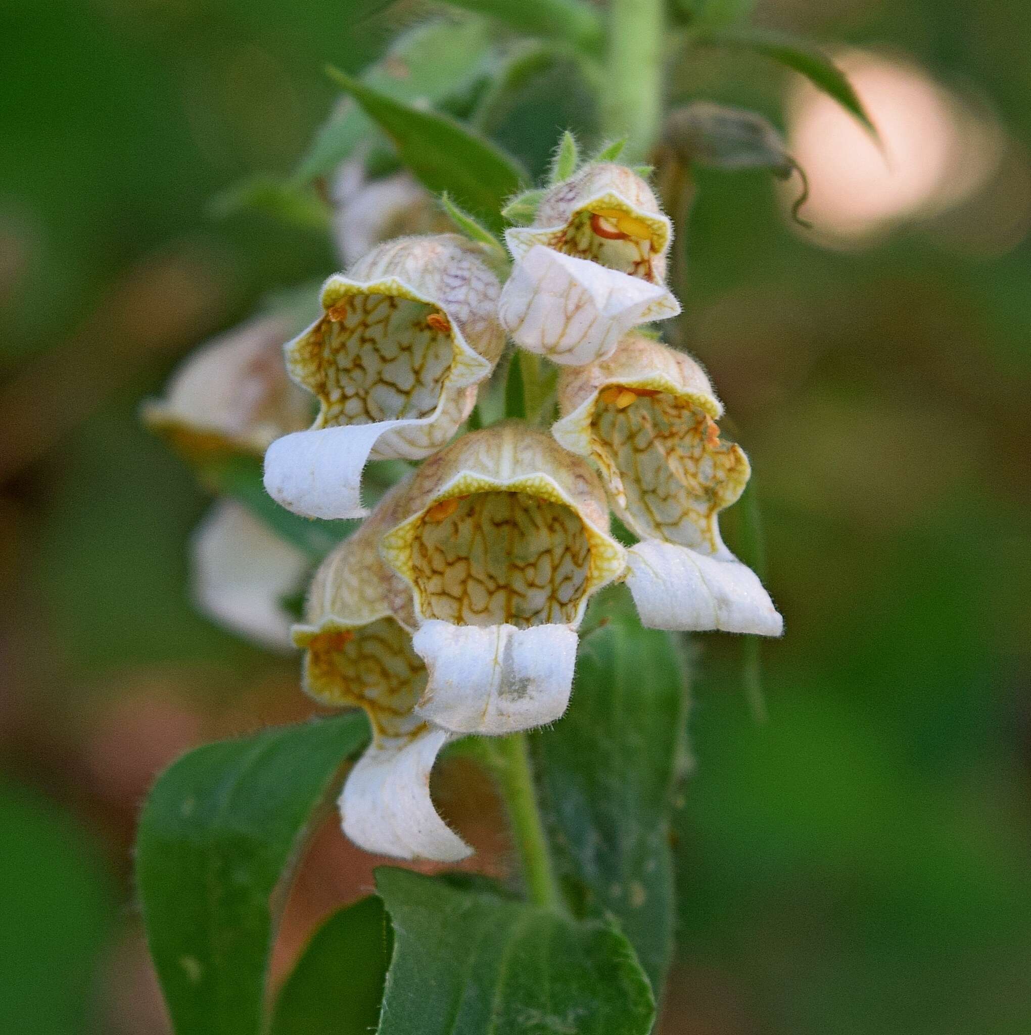 Image of Grecian foxglove