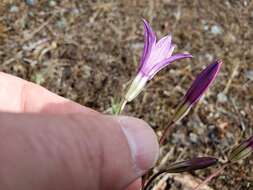 Image of Dwarf Brodiaea