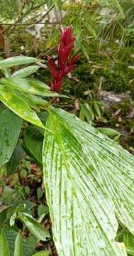 Image of Hardy ginger