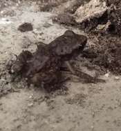 Image of Pale Chirping Frog