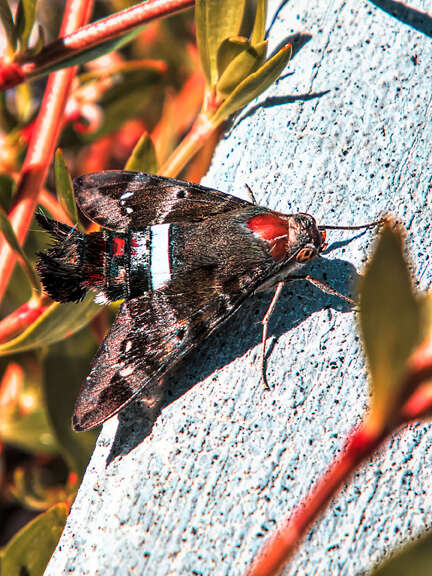 Image of Tantalus Sphinx