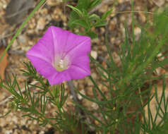 Plancia ëd Ipomoea capillacea (Kunth) G. Don