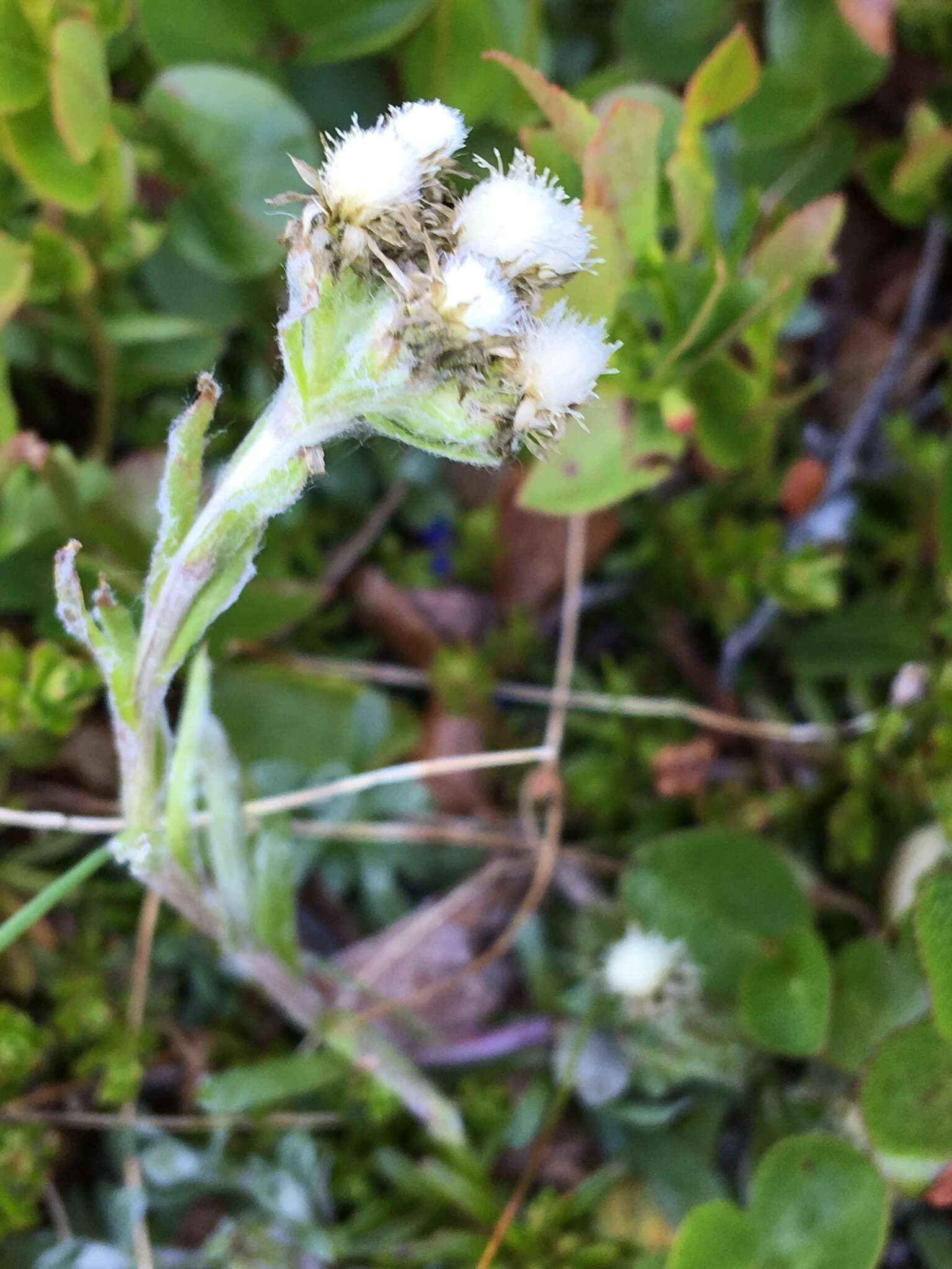 Image of alpine pussytoes