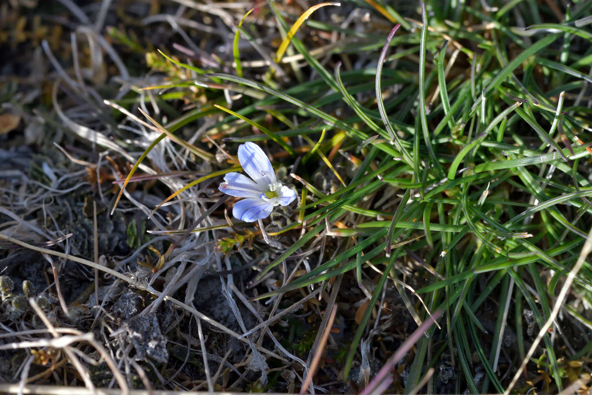 Veronica canescens T. Kirk resmi