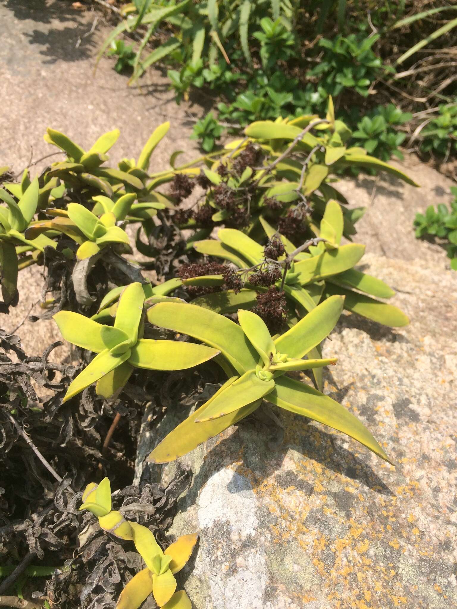 Image of Crassula perfoliata var. heterotricha (Schinz) Tölken