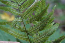 Imagem de Dryopteris uniformis (Mak.) Mak.