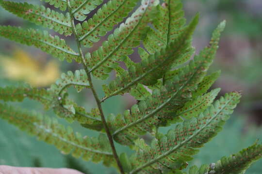 Imagem de Dryopteris uniformis (Mak.) Mak.