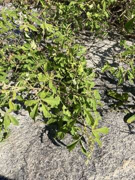 Image of Vitex quinata (Lour.) F. N. Williams