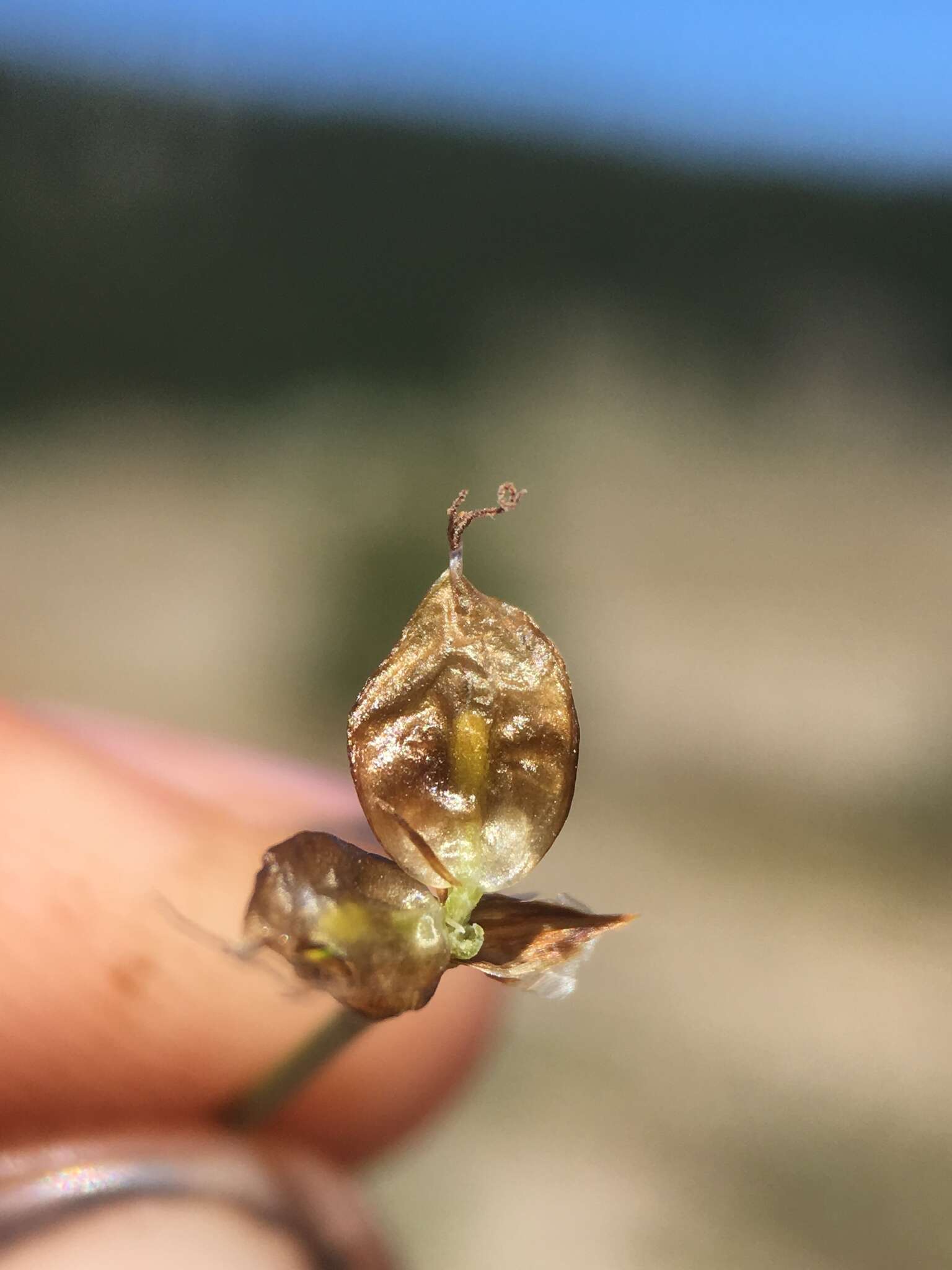 Image of Brewer's sedge