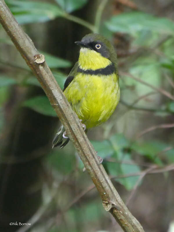 صورة Apalis flavigularis Shelley 1893