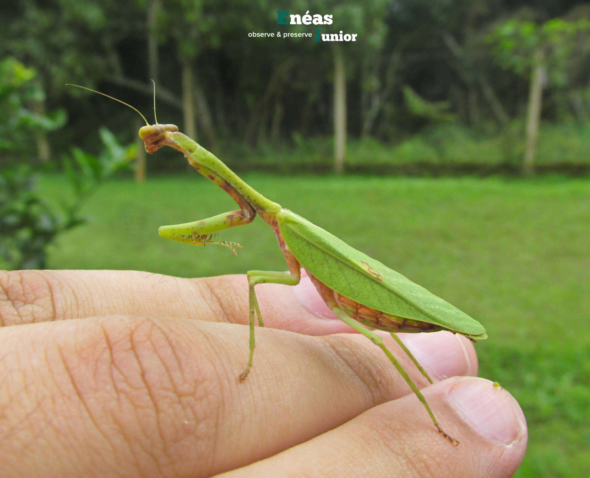 Parastagmatoptera unipunctata Burmeister 1838 resmi