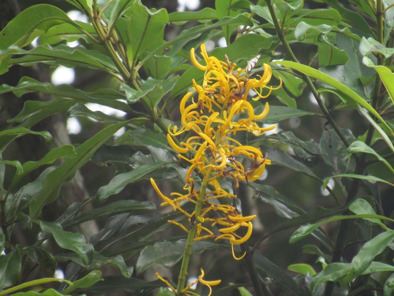 Image de Vochysia angelica M. C. Vianna & Fontella