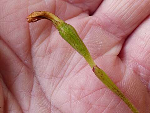 Image of Aporostylis bifolia (Hook. fil.) Rupp & Hatch