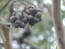 Imagem de Eucalyptus cornuta Labill.