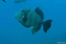 Image of Blunthead triggerfish