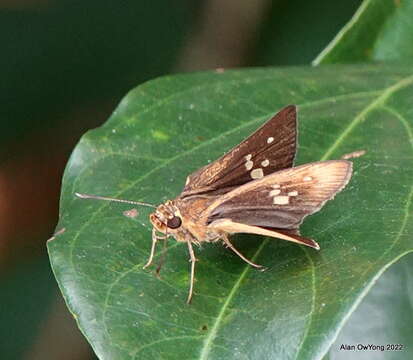 Zographetus doxus Eliot 1959 resmi