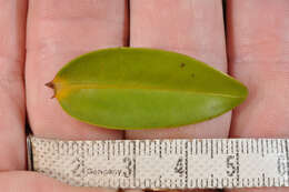 Image of Veronica ligustrifolia A. Cunn.