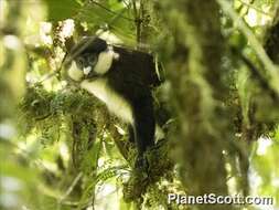 Cercopithecus ascanius schmidti Matschie 1892 resmi