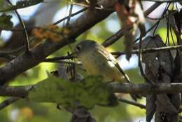 Regulidae resmi