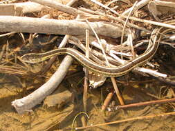 Image of Thamnophis sirtalis dorsalis (Baird & Girard 1853)