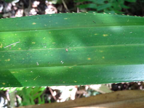 Image of Pandanus purpurascens Thouars