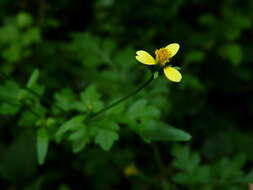 Image of Spanish needles