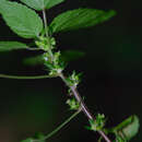 Imagem de Acalypha brachystachya Hornem.