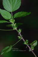 Image de Acalypha brachystachya Hornem.