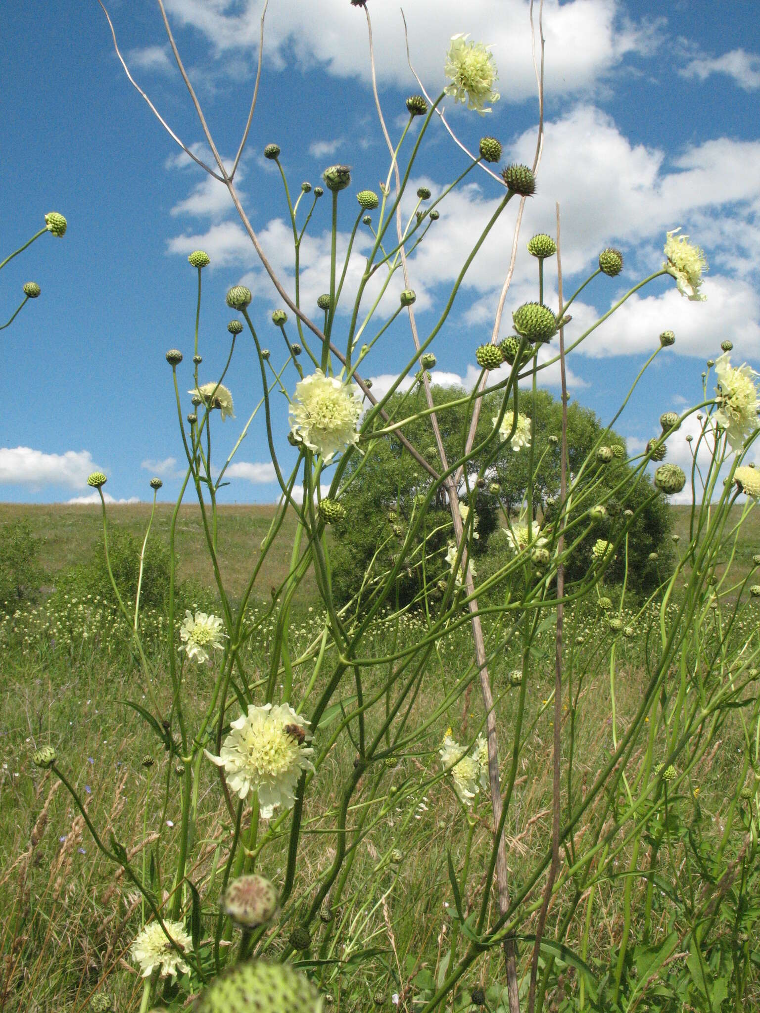 Image of Cephalaria litvinovii Bobrov