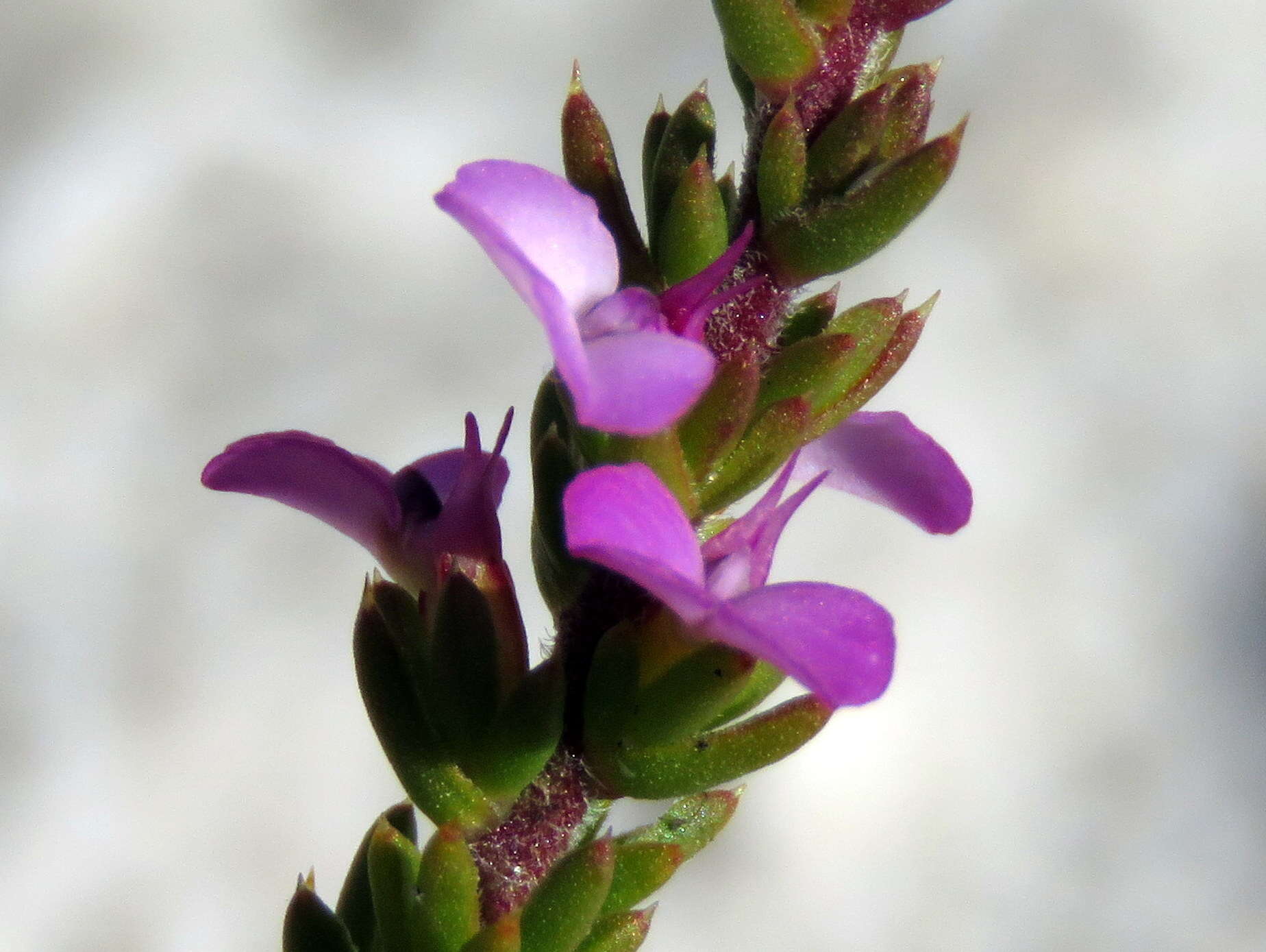 Image of Muraltia curvipetala Levyns