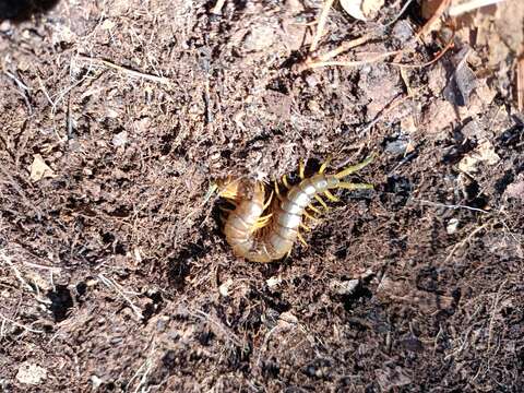 Image of Scolopendra pomacea C. L. Koch 1847