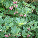 Image of Rhododendron multiflorum (Maxim.) Craven