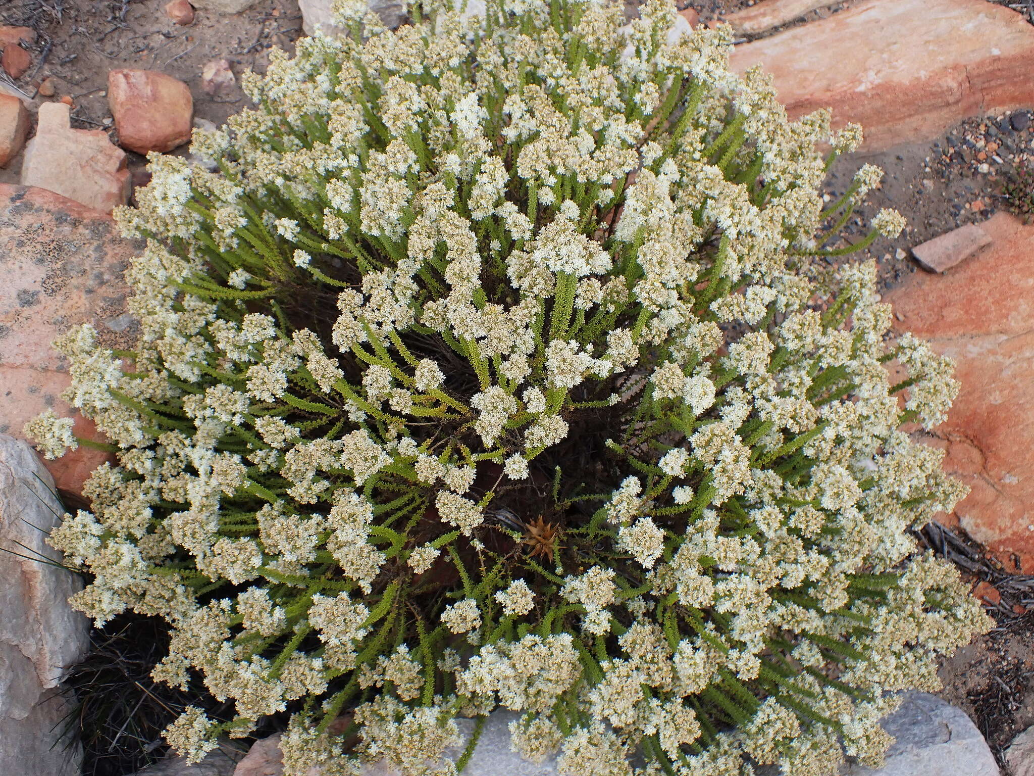 Image de Selago myriophylla O. M. Hilliard