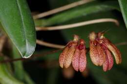 Image of Bulbophyllum trigonopus (Rchb. fil.)