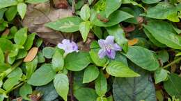 Sivun Ruellia repens L. kuva